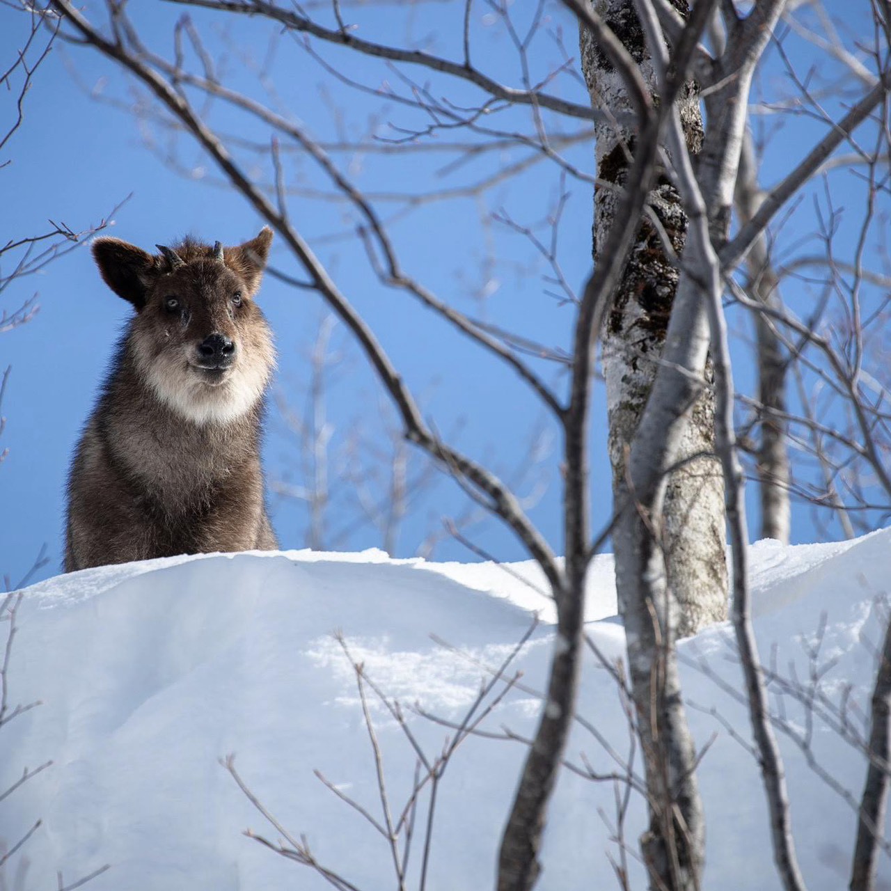 Japanese Serow in winter wilderness