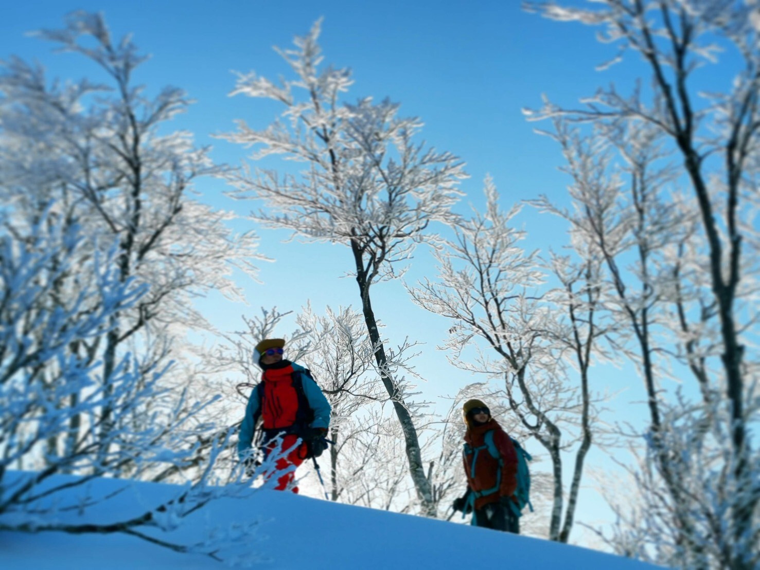 Hiking through rime-frosted birch forest