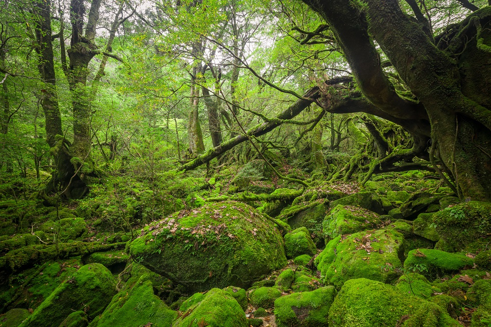 woods_small woods_small